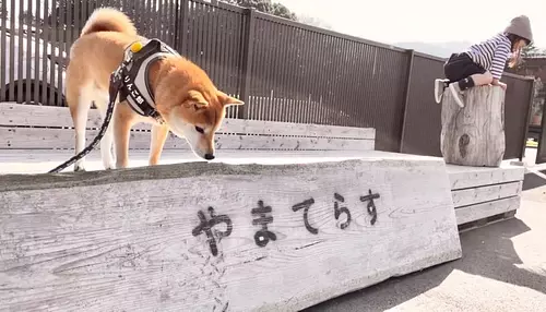 The Shiba Inu Ringo family goes on a trip to the camping facility "Yamaterasu" where you can stay with your dog!