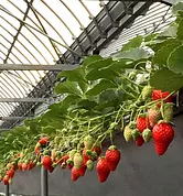 Bonne cueillette de fraises à la ferme