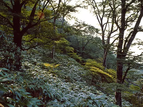 Forêt vierge de hêtres de Kamagatake ①