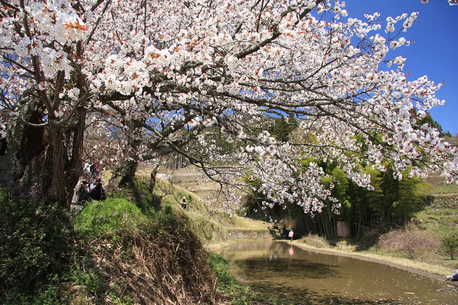Fleurs de cerisier Mitaki