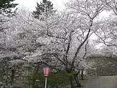 Cerezos en flor en el parque Matsusaka