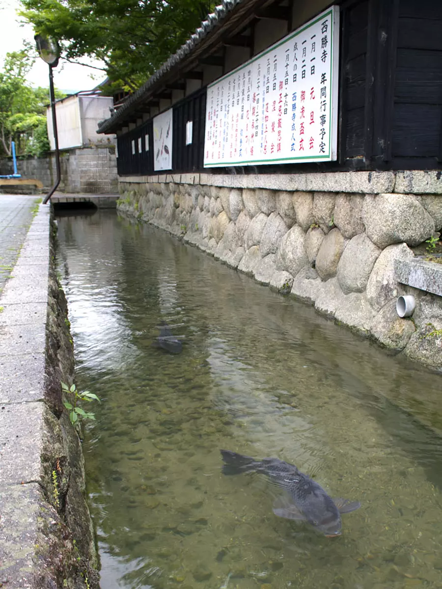 Chishakuyosui where carp swims②