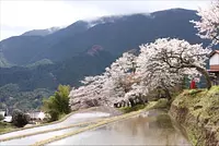 Fleurs de cerisier Mitaki
