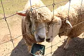 Ferme de moutons Mikan