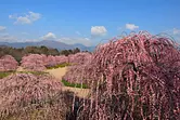 [Jardin forestier de Suzuka] « Festival des prunes pleureuses » au jardin forestier de Suzuka, connu comme un lieu célèbre pour les fleurs de prunier