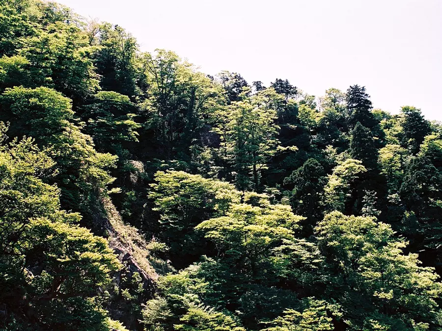 Kamagatake Beech Primeval Forest ②
