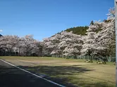 神川町の桜