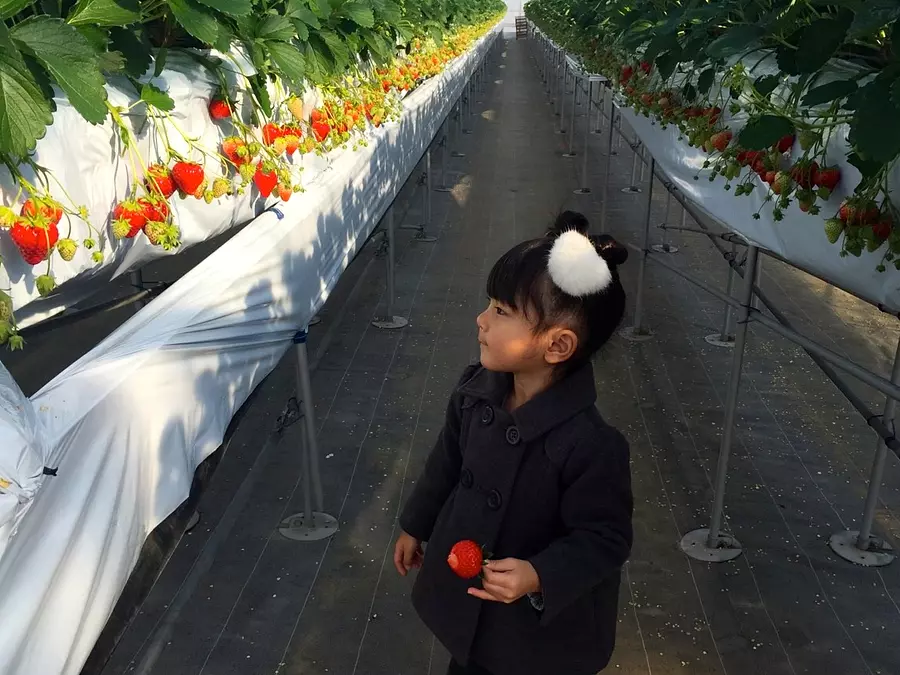Ainari Berry (Yokkaichi) Strawberry picking