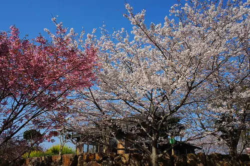 横山さくらまつり（開花情報も掲載）