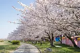 Fleurs de cerisier sur la rive de Miyagawa