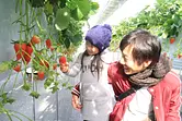 Granja Nagashima “Recolección de fresas”