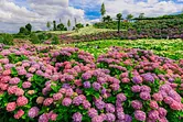為您介紹拍攝花山之鄉紫陽花 (繡球花) 的秘訣!觀賞期和攝影點