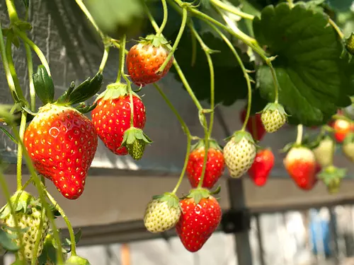 Ferme de fraises Seiryu