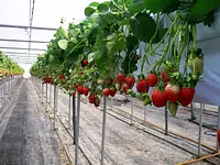 고치쿠 남작 딸기 정원