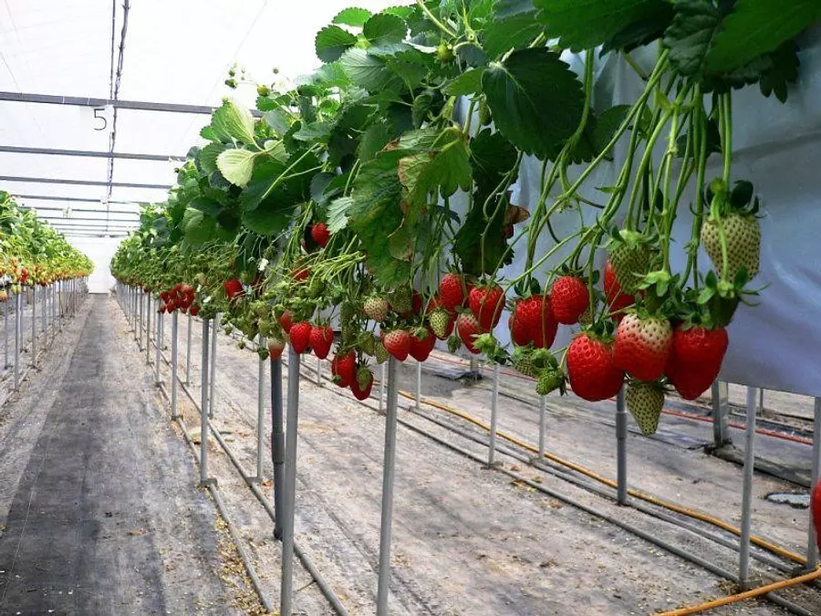Baron Kochiku Strawberry Farm