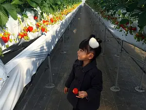 Ainari Berry (Yokkaichi) Cueillette de fraises