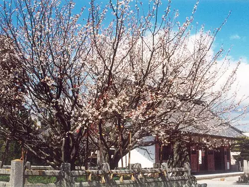 Milt's perennial cherry tree①