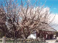 Milt's perennial cherry tree①
