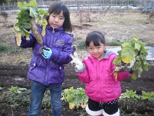 野菜の収穫