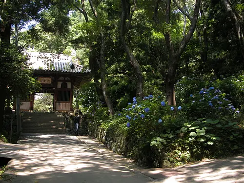 Hortensias [flores] en el templo Taikoji (también se incluye información sobre flores)