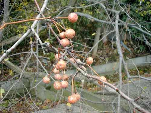 dog pear fruit