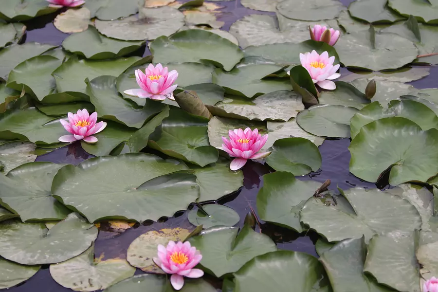 Lotus au parc général Teratani, Mihamacho