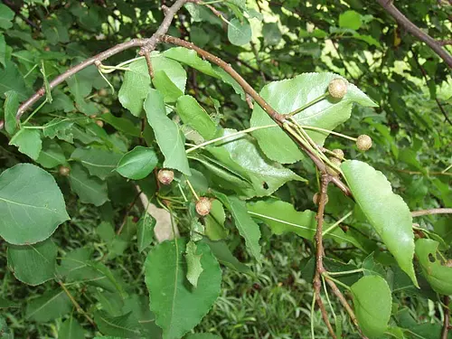 Pear fruit