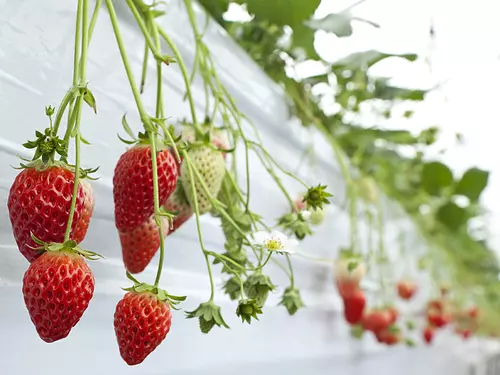 Okada Strawberry Farm Strawberry picking