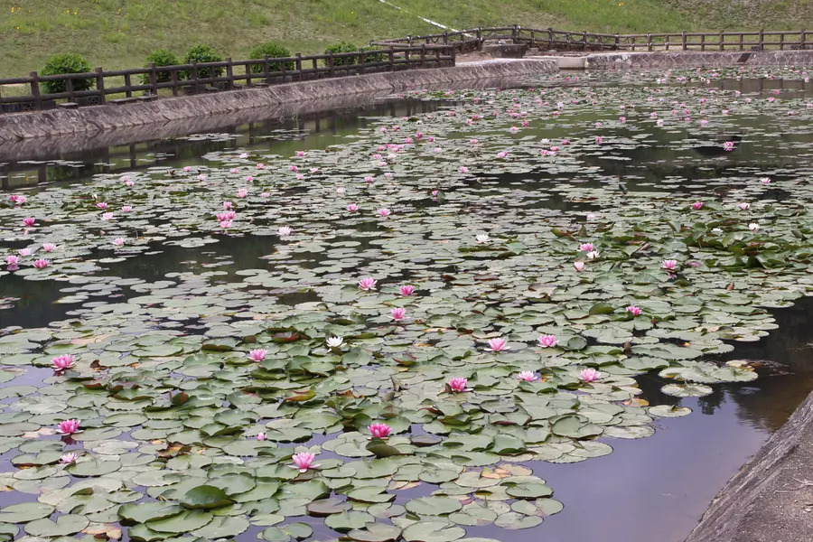 Lotus in Teratani General Park MihamaTown