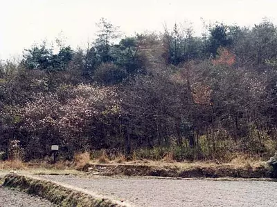 川島町のシデコブシ群落