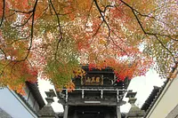 Autumn leaves at Sairenji Temple