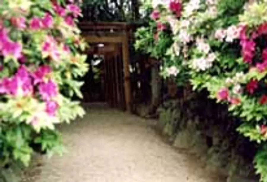 Iso Shrine Azalea Park [Flowers]