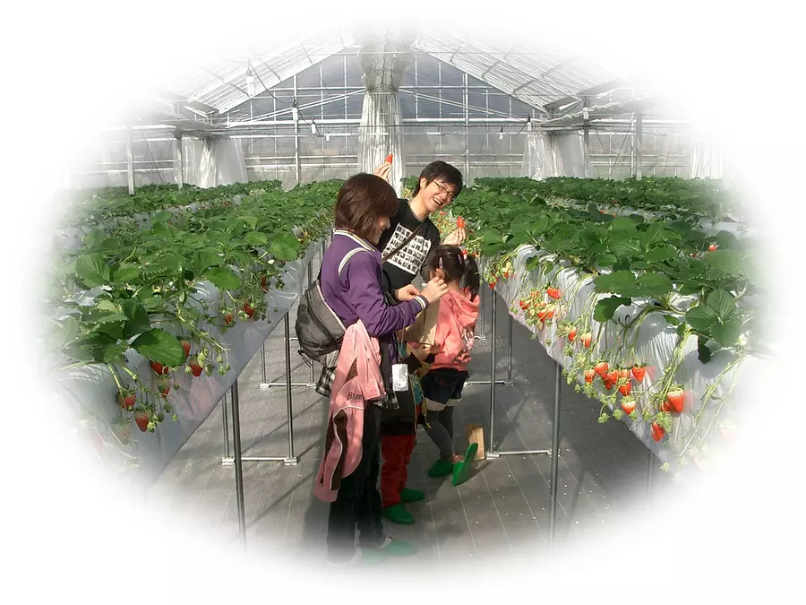 Okada Strawberry Farm Recolección de fresas