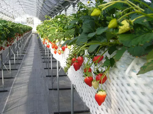 Takaoka Farm Strawberry Picking