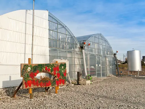 ferme de fraises haru cueillette de fraises