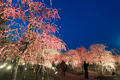 なばなの里 梅まつり、桜まつりに行ってきました！ライトアップやイルミネーションも楽しめます（2018年3月）