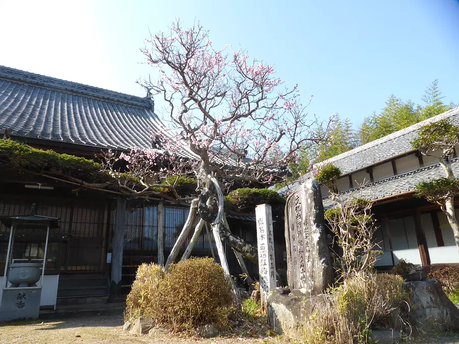 Plum tree selected as one of the top 100 trees in Mie