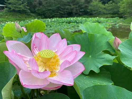 lotus flower