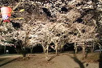 大滝峡自然公園の桜【花】