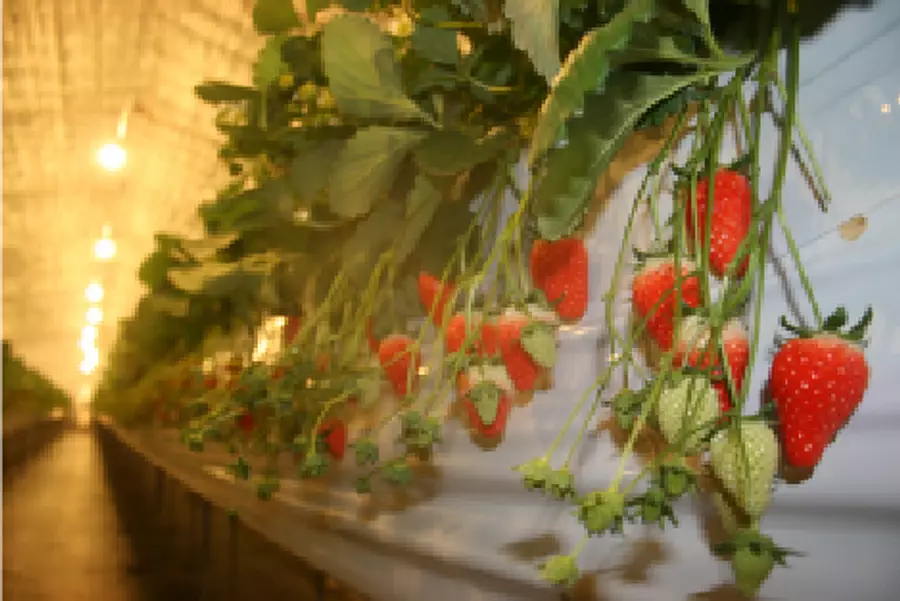 Takaoka Farm Strawberry Picking