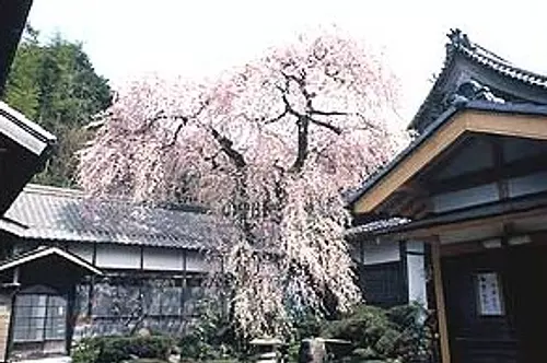 Shosenji Temple