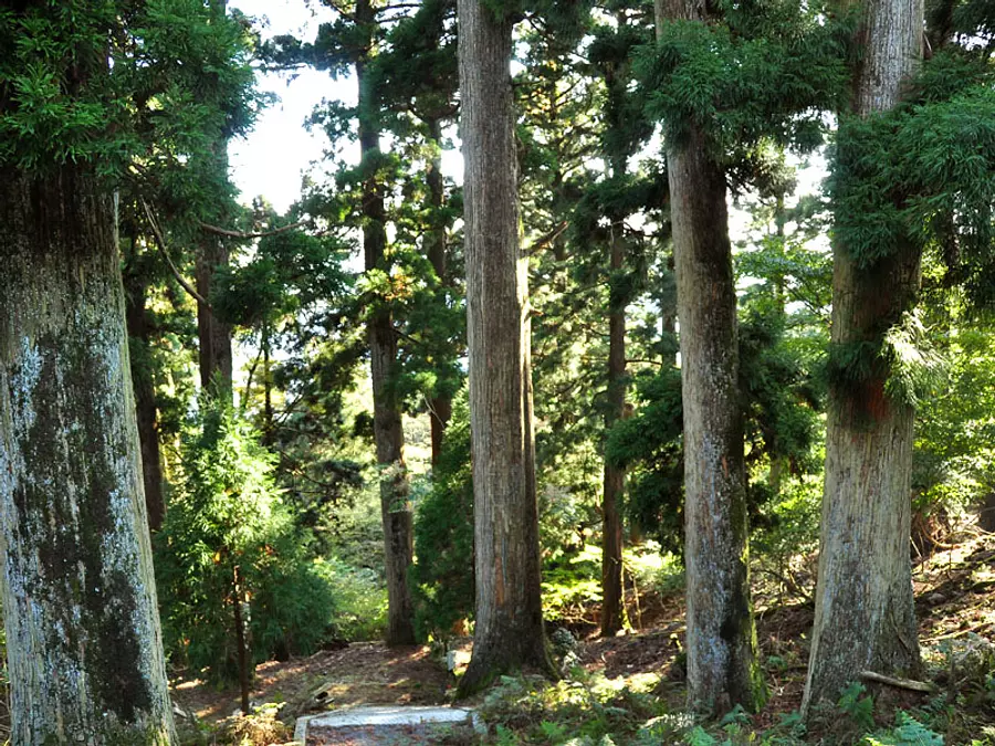 Bosque de hayas para escalada en el campo.