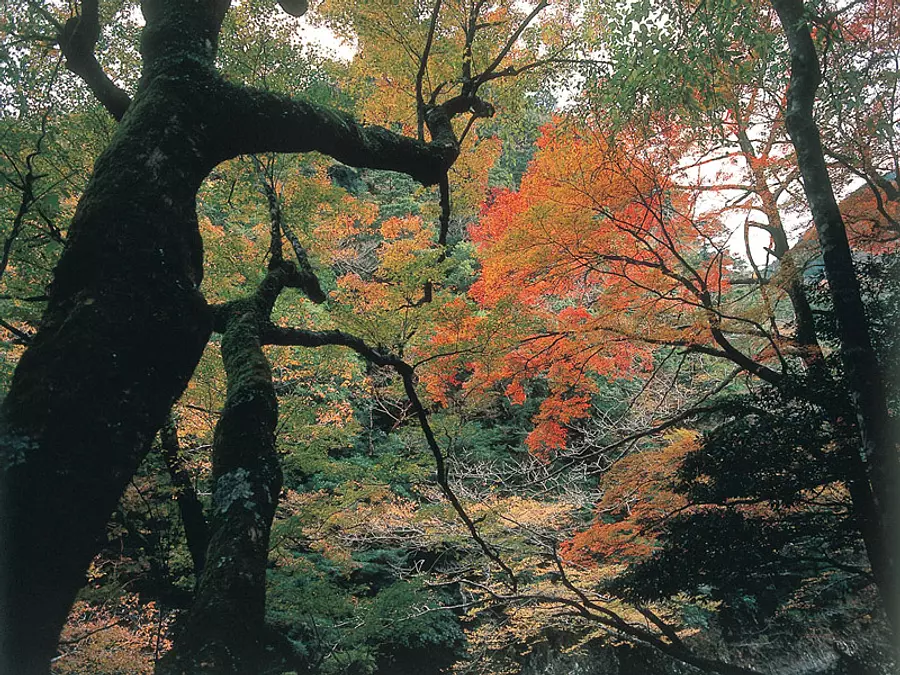 Osugidani en automne