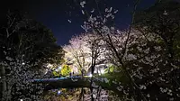 cherry blossom light up