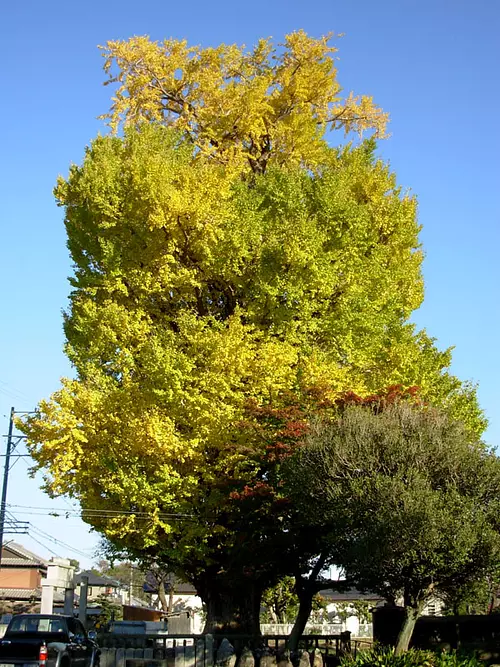 Árbol Gongsun del Templo Soueiji ①