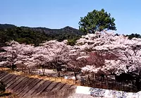 大滝峡自然公園の桜【花】