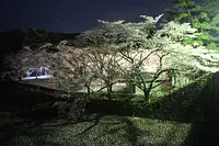 大泷峡自然公园的樱花 【花】