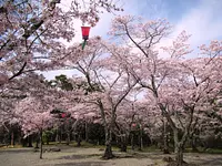 大瀧峽自然公園的櫻花 【花】