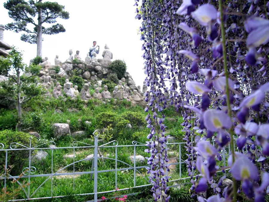 The wisteria festival is held every May