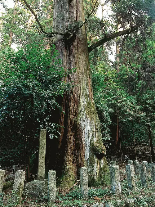 矢頭の大杉